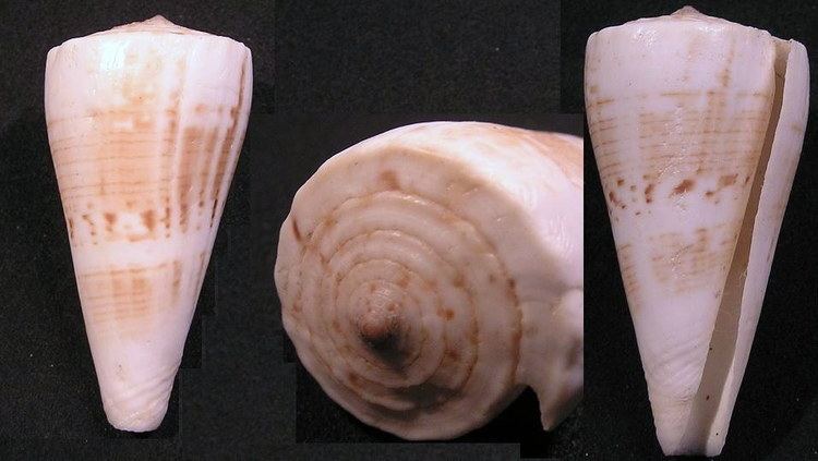 Conus urashimanus