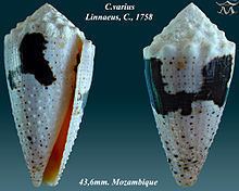Conus varius httpsuploadwikimediaorgwikipediacommonsthu
