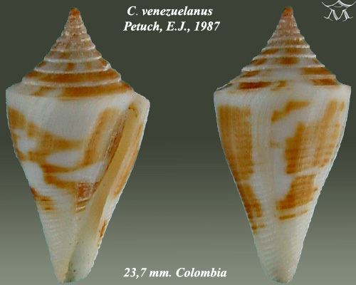 Conus venezuelanus