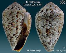 Conus ventricosus httpsuploadwikimediaorgwikipediacommonsthu