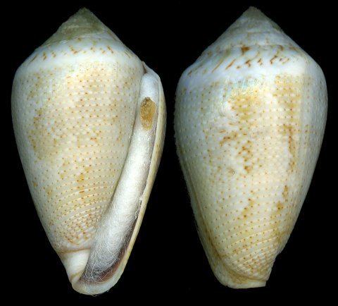 Conus ventricosus Lautoconus ventricosus