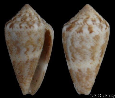 Conus ventricosus mediterraneus wwwgastropodscomShellImagesConusConusmedite