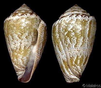 Conus ventricosus mediterraneus Lautoconus ventricosus