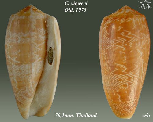 Conus vicweei
