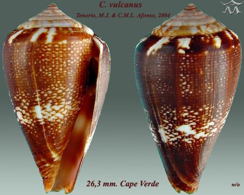 Conus vulcanus