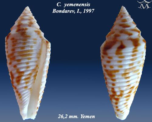 Conus yemenensis