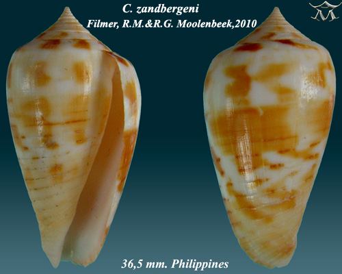 Conus zandbergeni