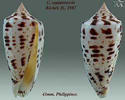 Conus zapatosensis httpsuploadwikimediaorgwikipediacommonsthu