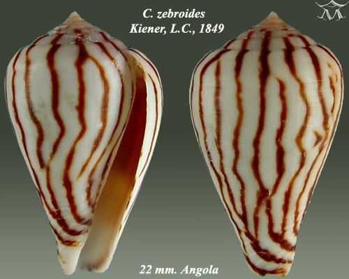 Conus zebroides