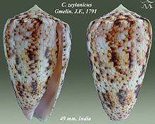 Conus zeylanicus httpsuploadwikimediaorgwikipediacommonsthu