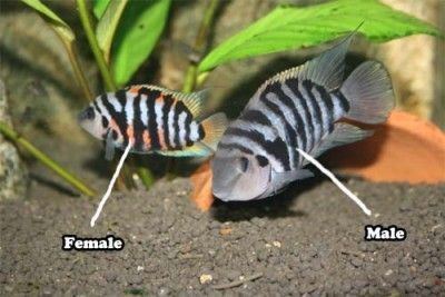 Convict cichlid Sexing Convict Cichlid Fish Keeping Pinterest Cichlids To