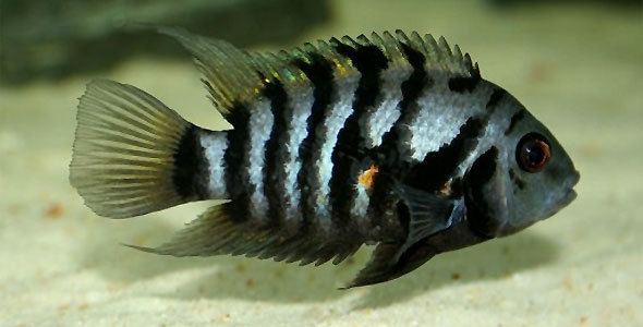 Convict cichlid Fish Breeds Information and pictures of saltwater and fresh water