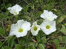 Convolvulaceae httpsuploadwikimediaorgwikipediacommonsthu