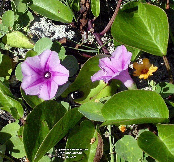 Convolvulaceae Flowering Plant Families UH Botany