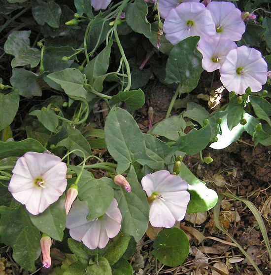 Convolvulus arvensis Southwest Colorado Wildflowers Convolvulus arvensis
