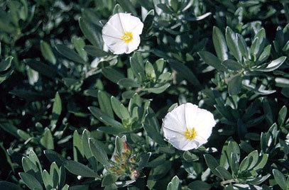 Convolvulus cneorum Convolvulus cneorum shrubby bindweedRHS Gardening