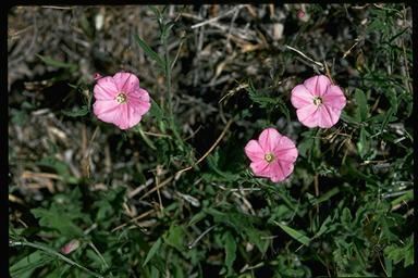 Convolvulus erubescens 0042jpg