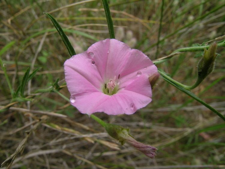 Convolvulus erubescens FileConvolvulus erubescens flower4 NC 12402602034jpg Wikimedia