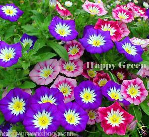 Convolvulus tricolor iebayimgcomimagesgnKUAAOSwlV9WSNWrsl300jpg