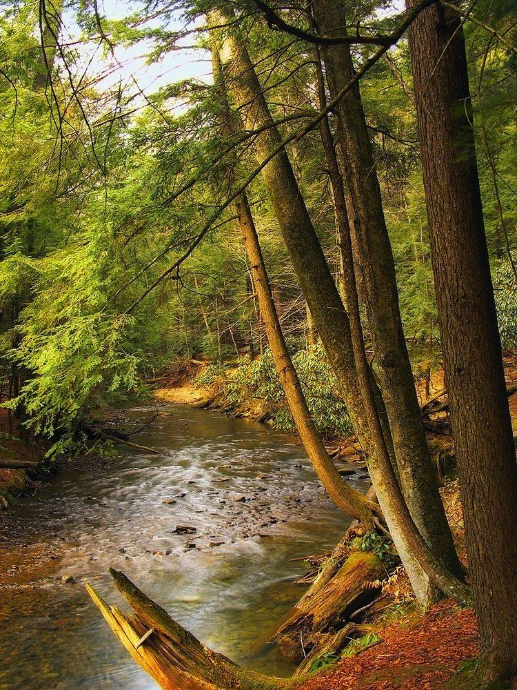 Cook Forest State Park - Alchetron, The Free Social Encyclopedia