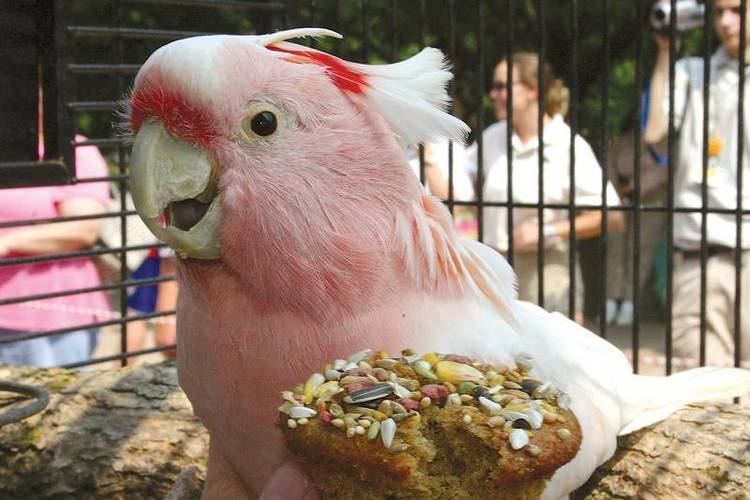 Cookie (cockatoo) Brookfield Zoo mourns loss of 83yearold Cookie the cockatoo