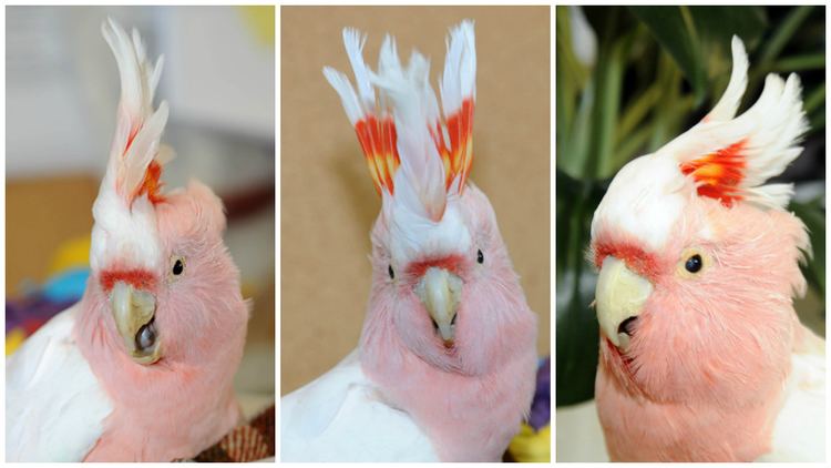 Cookie (cockatoo) Cookie39 the world39s oldest living cockatoo dies at 83 at