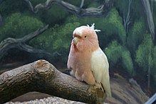 Cookie (cockatoo) httpsuploadwikimediaorgwikipediacommonsthu