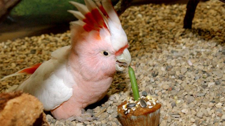 Cookie (cockatoo) World39s oldest cockatoo turns 82 still looks pretty great for his