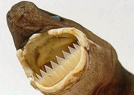 Cookiecutter shark First Cookiecutter Shark Attack on Humans Documented Scientifically