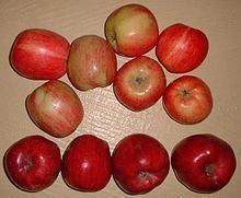Cooking apple httpsuploadwikimediaorgwikipediacommonsthu