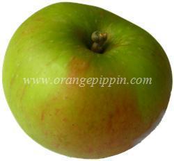 Cooking apple Apple Bountiful tasting notes identification reviews
