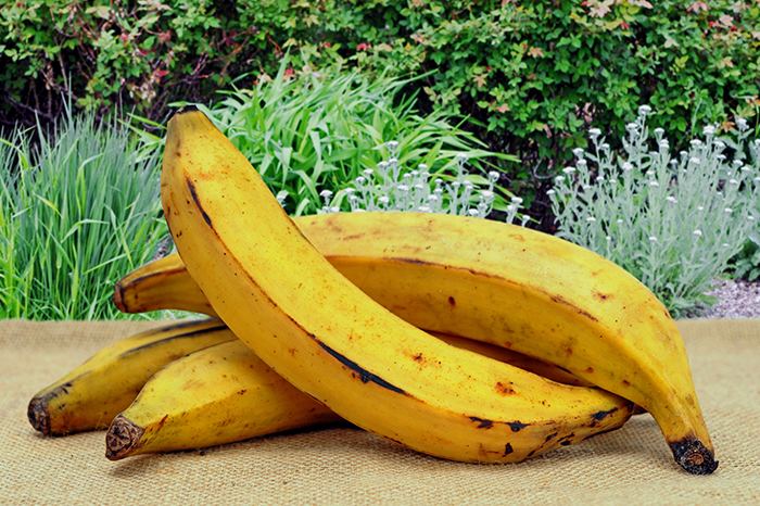 Cooking banana The Plantain Fruit or Vegetable MIC Food