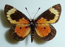 Cooksonia (butterfly) httpsuploadwikimediaorgwikipediacommonsthu