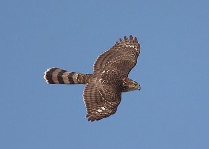 Cooper's hawk Cooper39s Hawk Identification All About Birds Cornell Lab of
