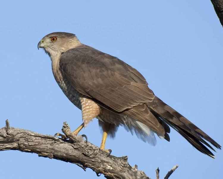 Cooper's hawk Cooper39s Hawk Audubon Field Guide