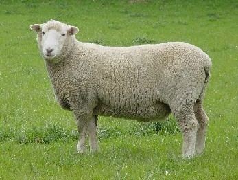 Coopworth sheep Ashton Glen Coopworth Sheep Stud Rams for Sale Otago New Zealand