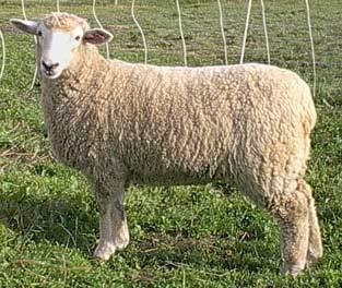 Coopworth sheep Home Page American Coopworth Registry