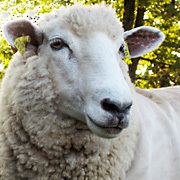 Coopworth sheep wwwamericancoopworthregistryorgHeaderSqImagejpg