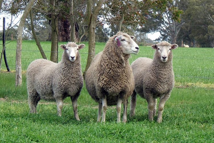 Coopworth sheep Coopworth Genetics Australia Home