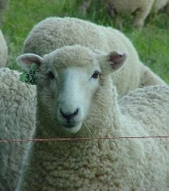 Coopworth sheep Otago Coopworth Sheep Breeders