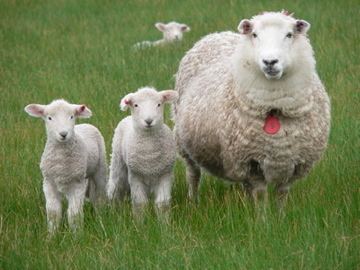 Coopworth sheep Clifton Hill Coopworth Sheep Stud superior high index maternal