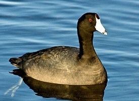 Coot American Coot Identification All About Birds Cornell Lab of
