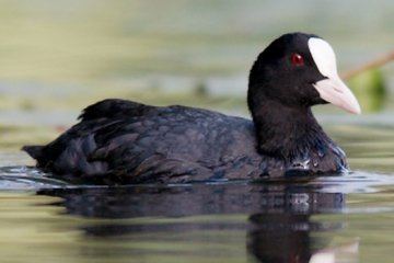 Coot American Coot HowStuffWorks
