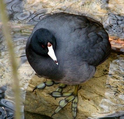 Coot American Coot Identification All About Birds Cornell Lab of