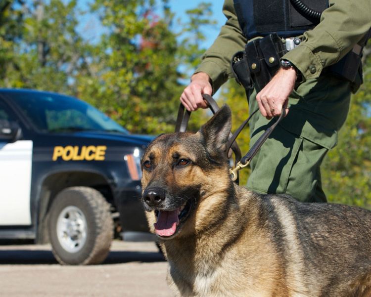 Cop Dog Man Arrested For Barking At Cop Dog