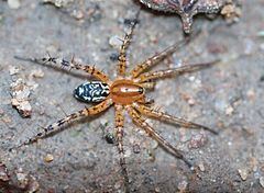 Copa (spider) httpsuploadwikimediaorgwikipediacommonsthu
