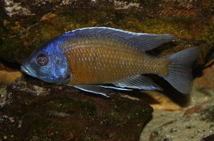 Copadichromis borleyi httpsuploadwikimediaorgwikipediacommonsdd