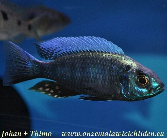 Copadichromis chrysonotus wwwonzemalawicichlideneuFoto39s20vissendata