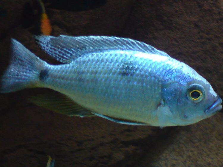 Copadichromis chrysonotus malawicichlidscanada Copadichromis chrysonotus