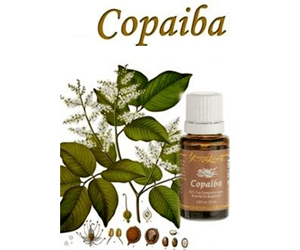 Copaiba Copaiba essential oil nutrition facts and health benefits HB times